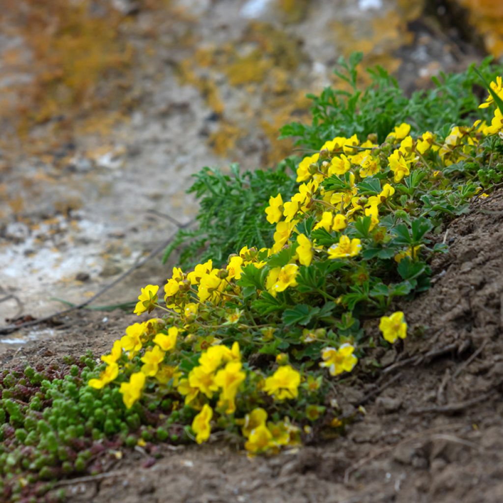 Potentilla verna - Potentille de printemps