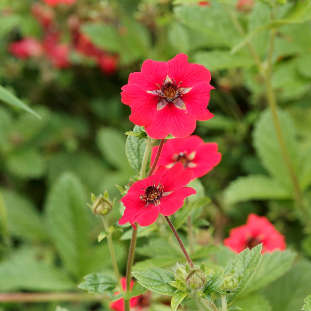 Potentille vivace - Potentilla Gibson s Scarlet