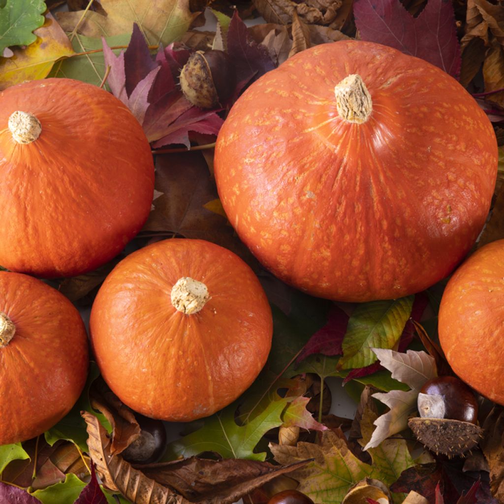 Potimarron Divine F1 en plants