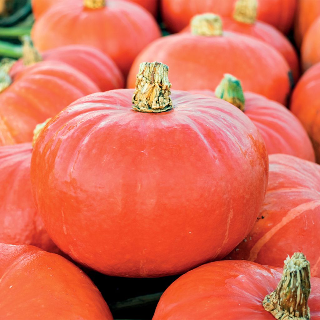 Potiron Potimarron Flexi Kuri F1 BIO