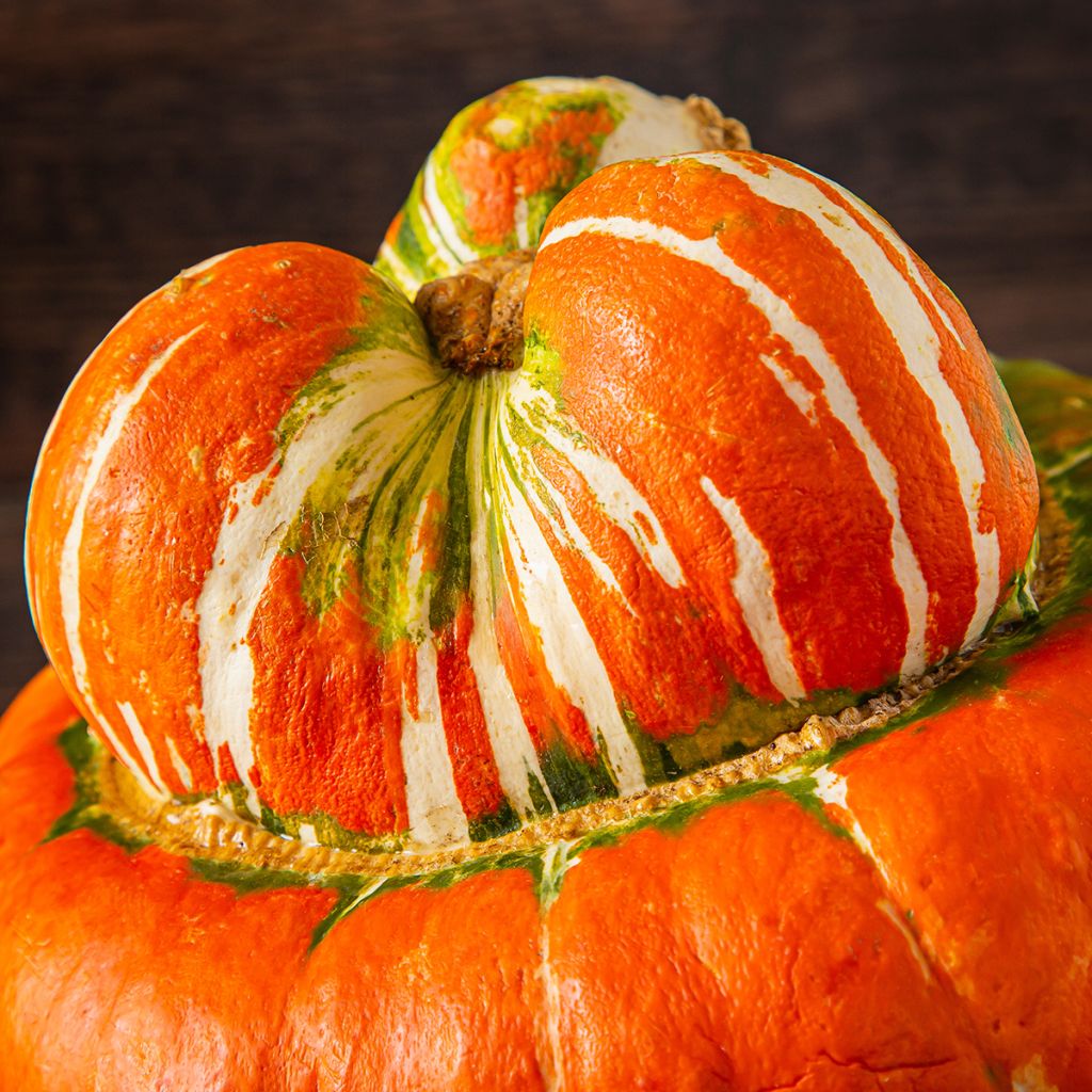 Potiron Giraumon Turban - Cucurbita maxima