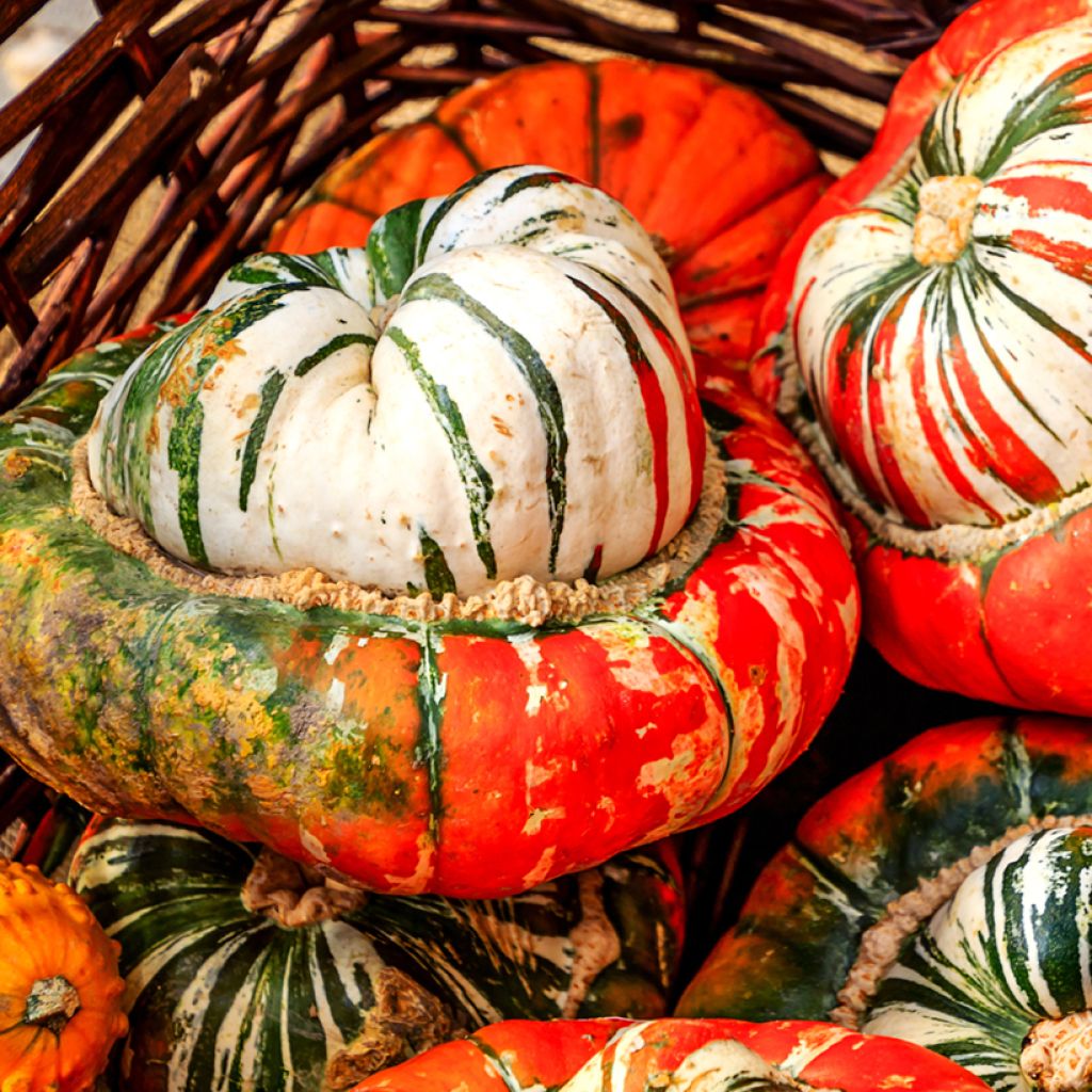 Potiron Giraumon Turban - Vilmorin