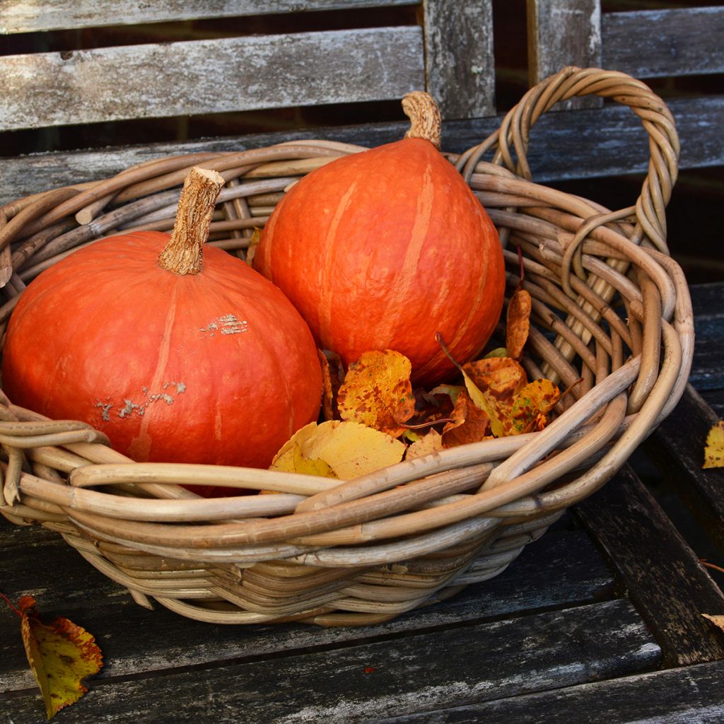 Potiron Potimarron Uchiki Kuri - Cucurbita maxima Kabocha