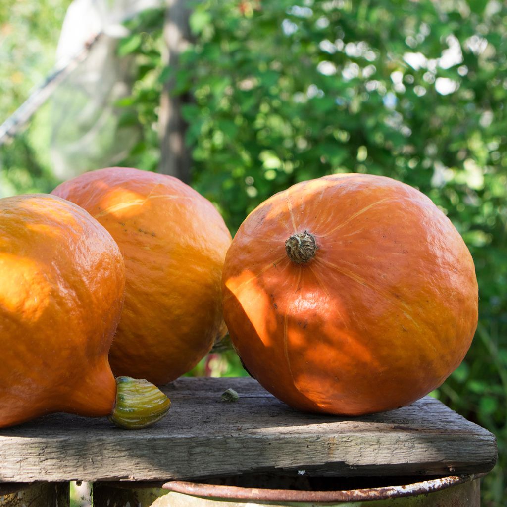 Potiron Potimarron Uchiki Kuri - Cucurbita maxima Kabocha
