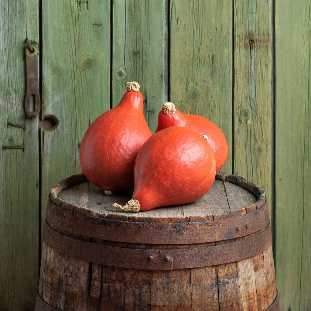 Potiron Potimarron Uchiki Kuri - Cucurbita maxima Kabocha