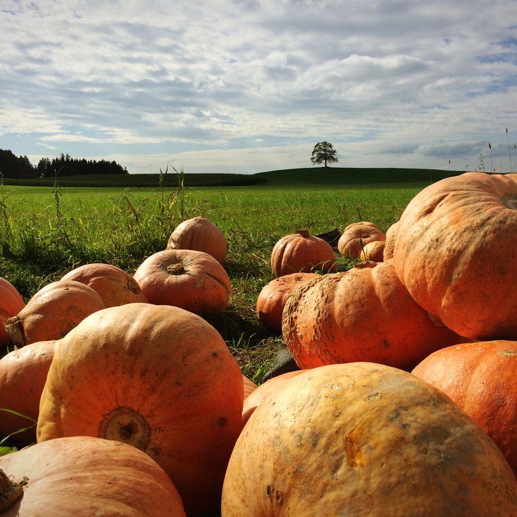 Potiron d'Halloween Jack O'Lantern - Cucurbita pepo