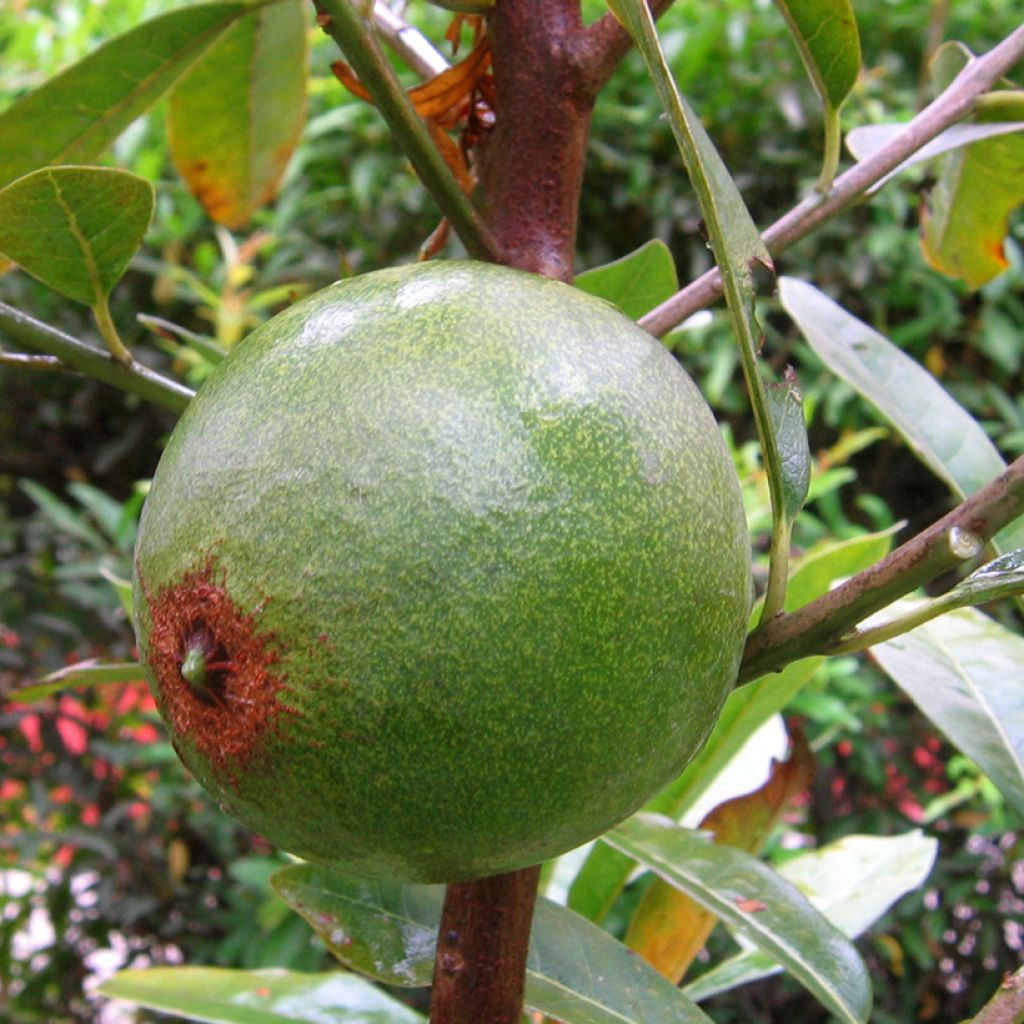 Pouteria obovata - Lucuma, Lucumo