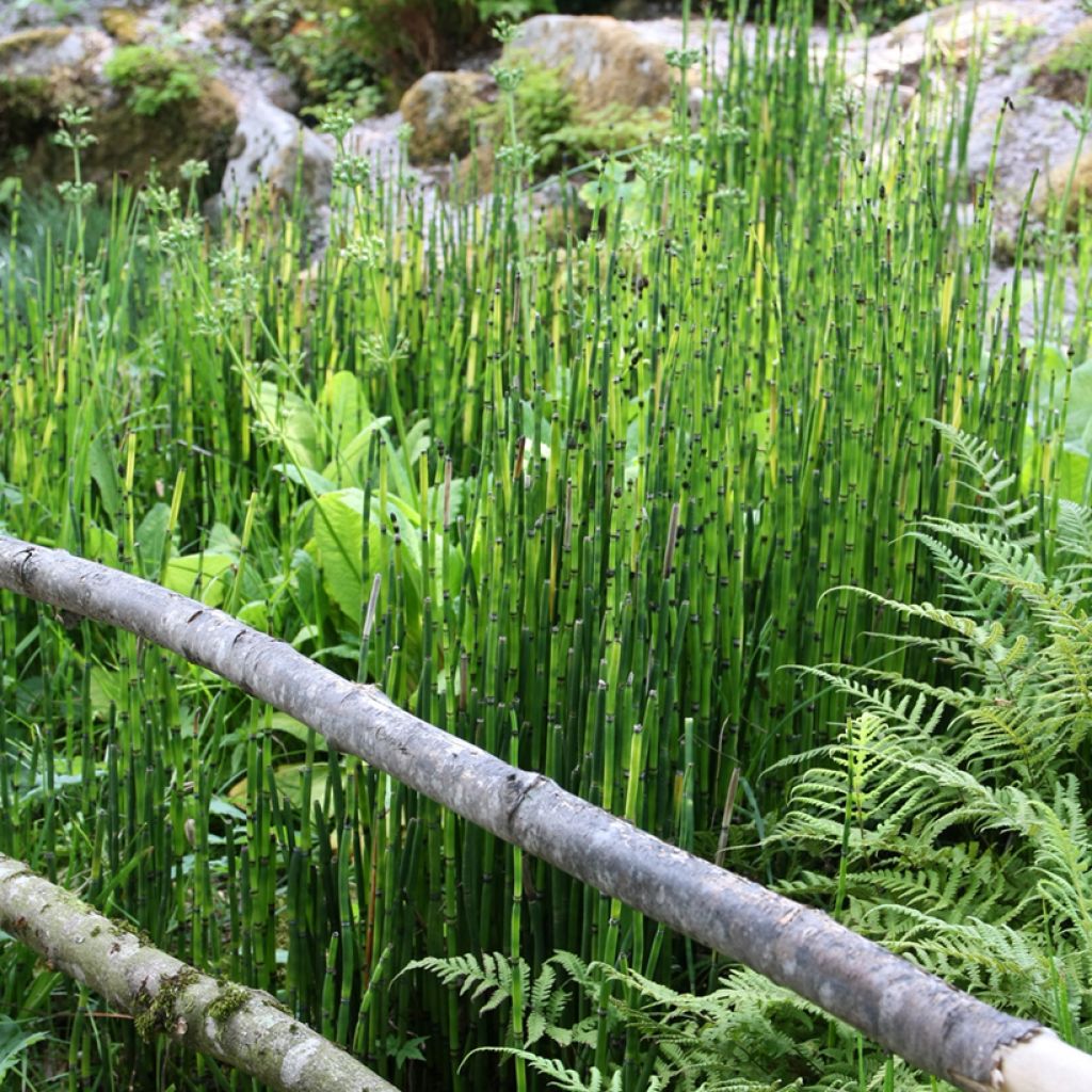 Prêle d'hiver - Equisetum hyemale (japonicum)