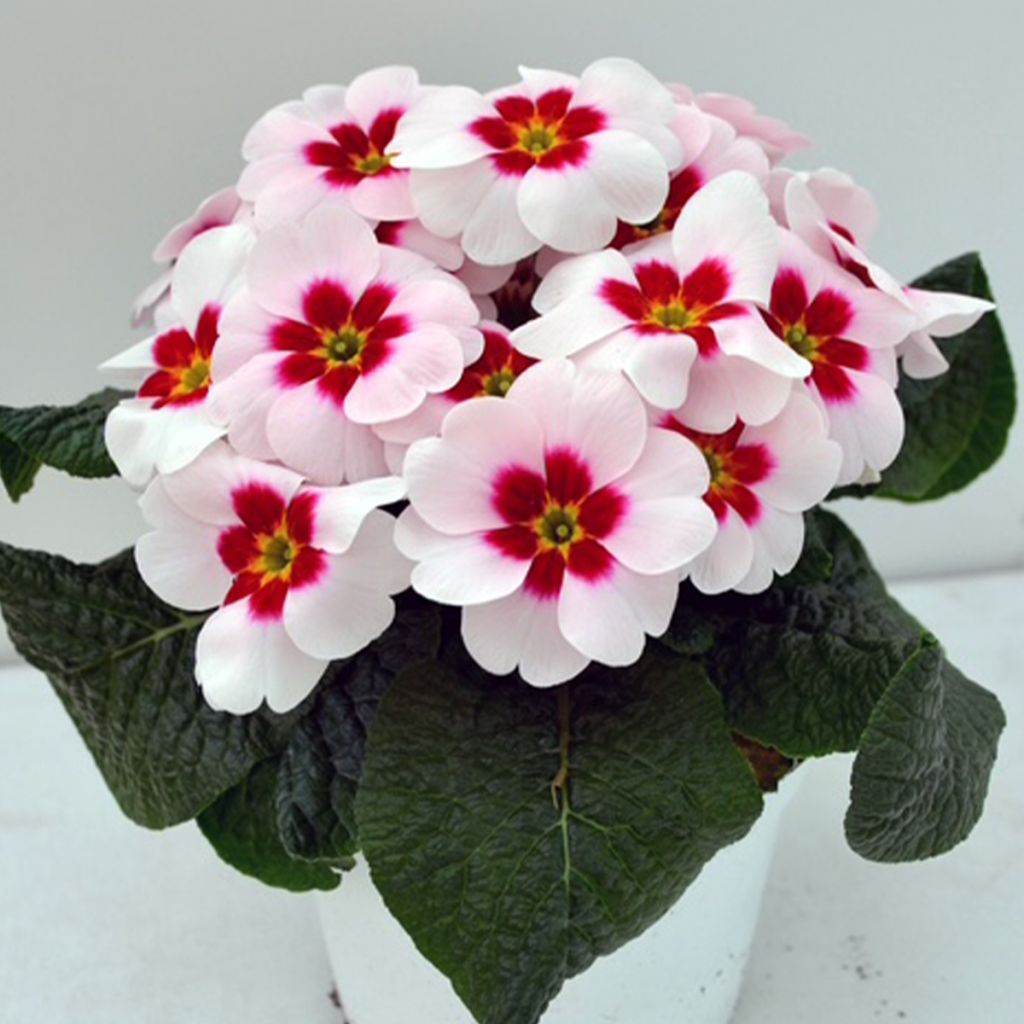 Primevère Japan  - Primula polyanthus