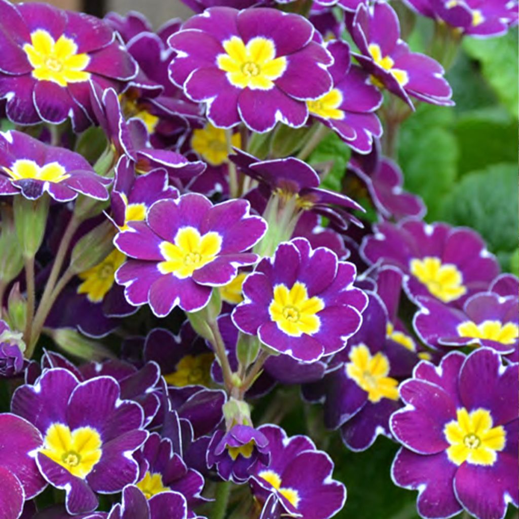 Primevère - Primula elatior Veristar Late Twinkle Violet