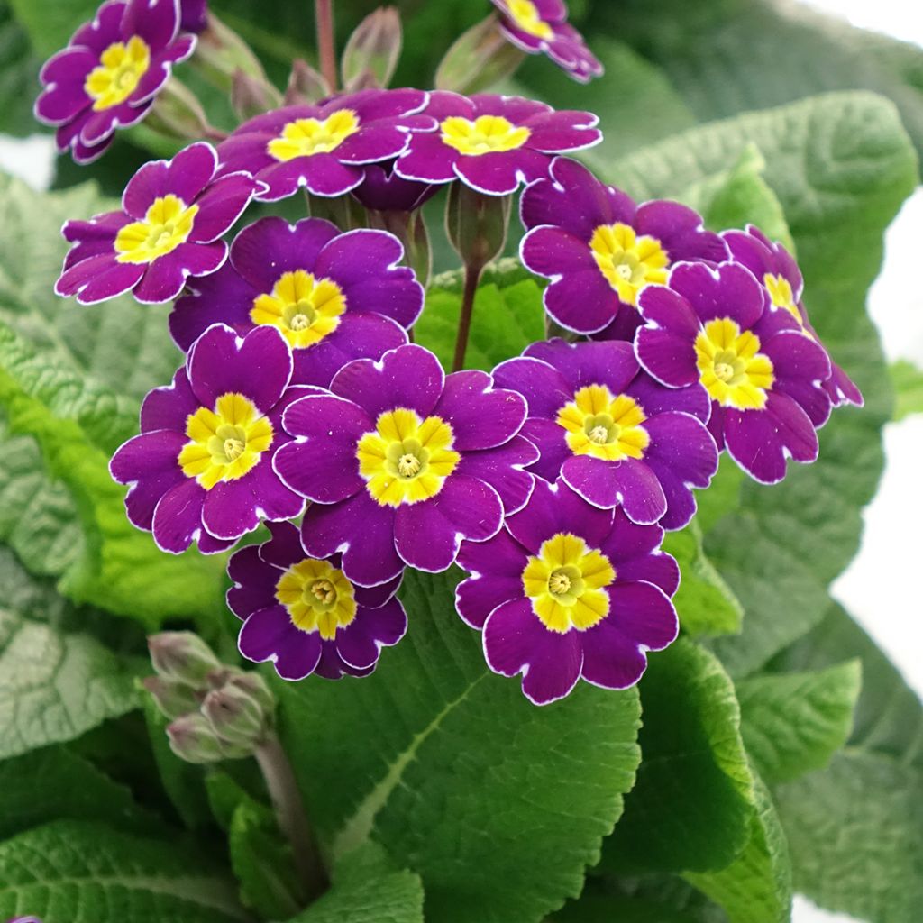Primevère - Primula elatior Veristar Late Twinkle Violet