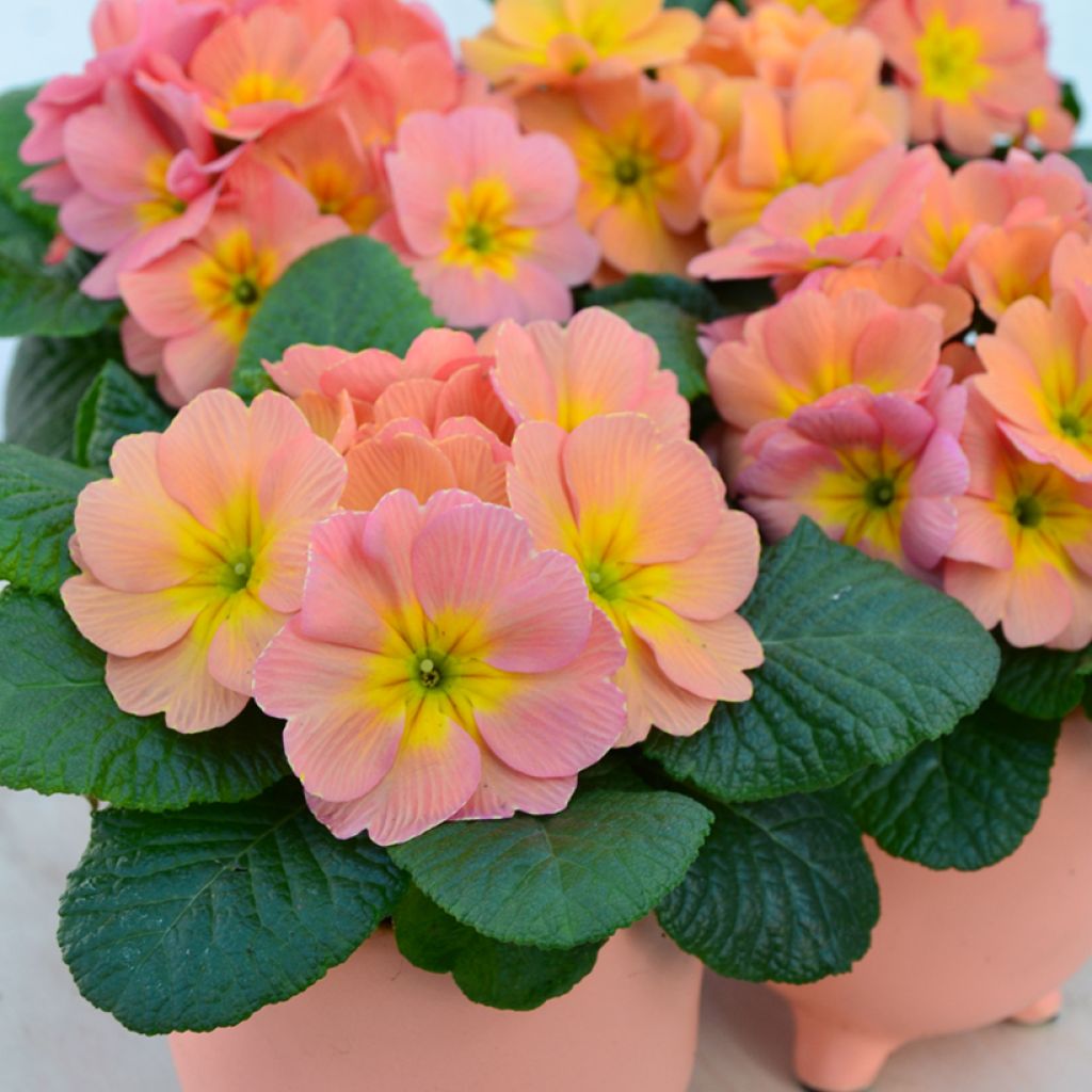 Primevère Mango - Primula