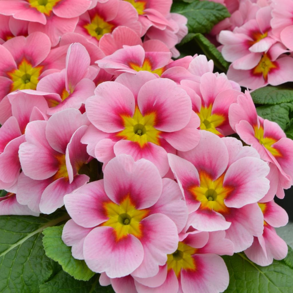 Primevère Ringostar Cherryblossom - Primula acaulis