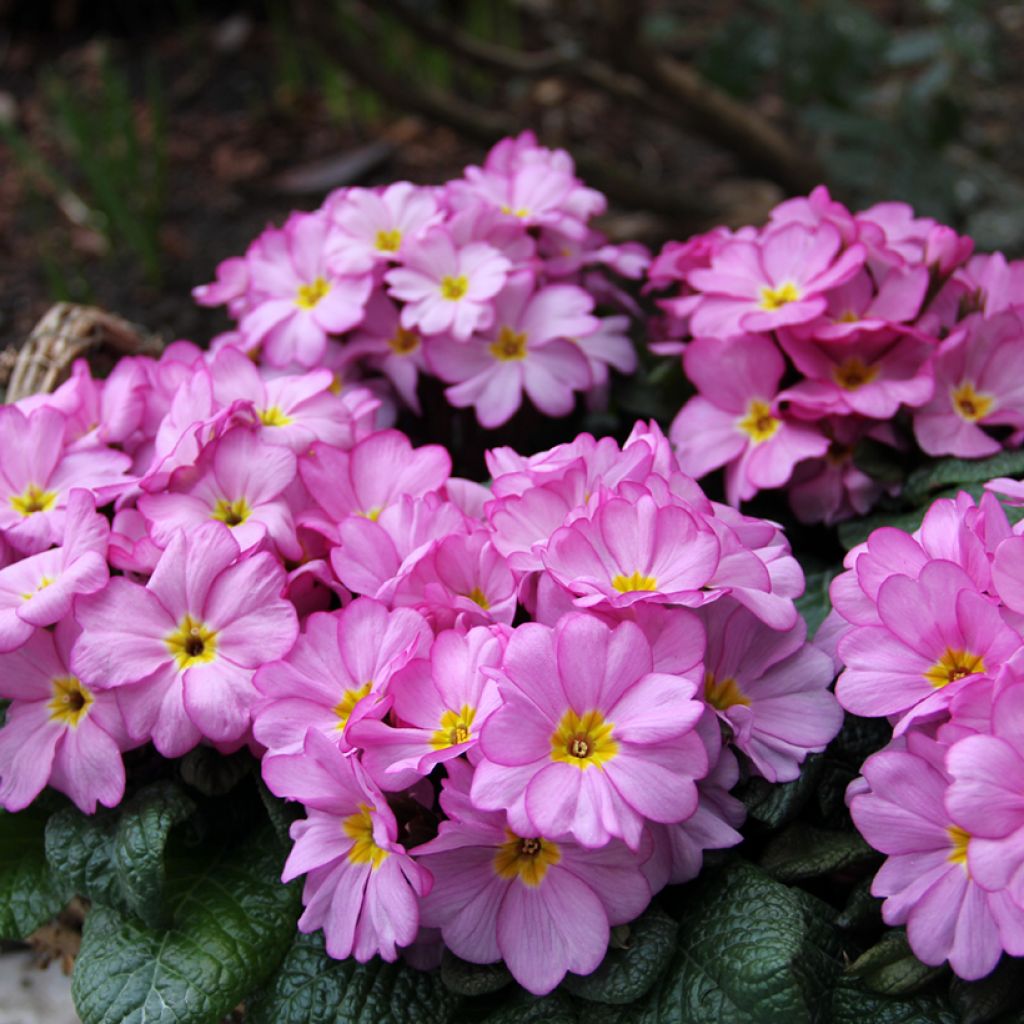 Primevère Woodland Rose - Primula acaulis