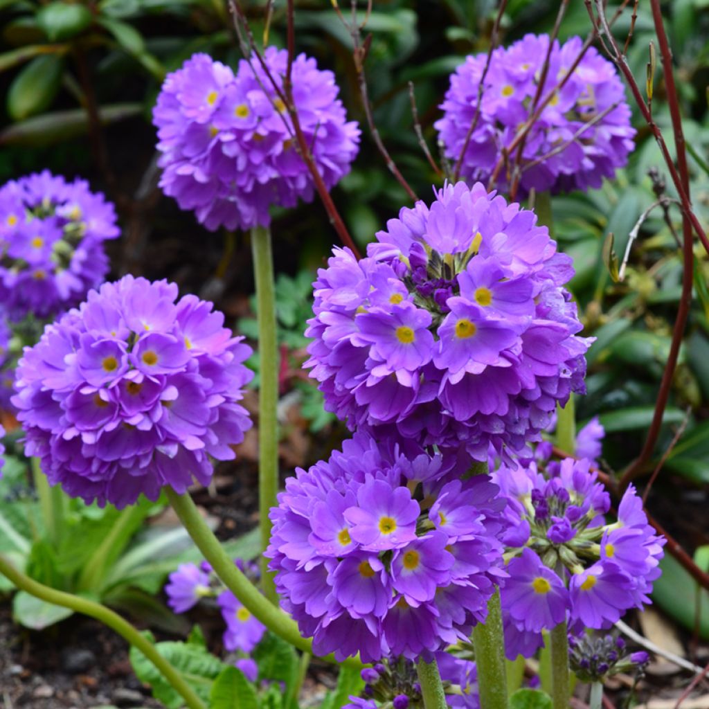 Primevère - Primula denticulata Cashmiriana
