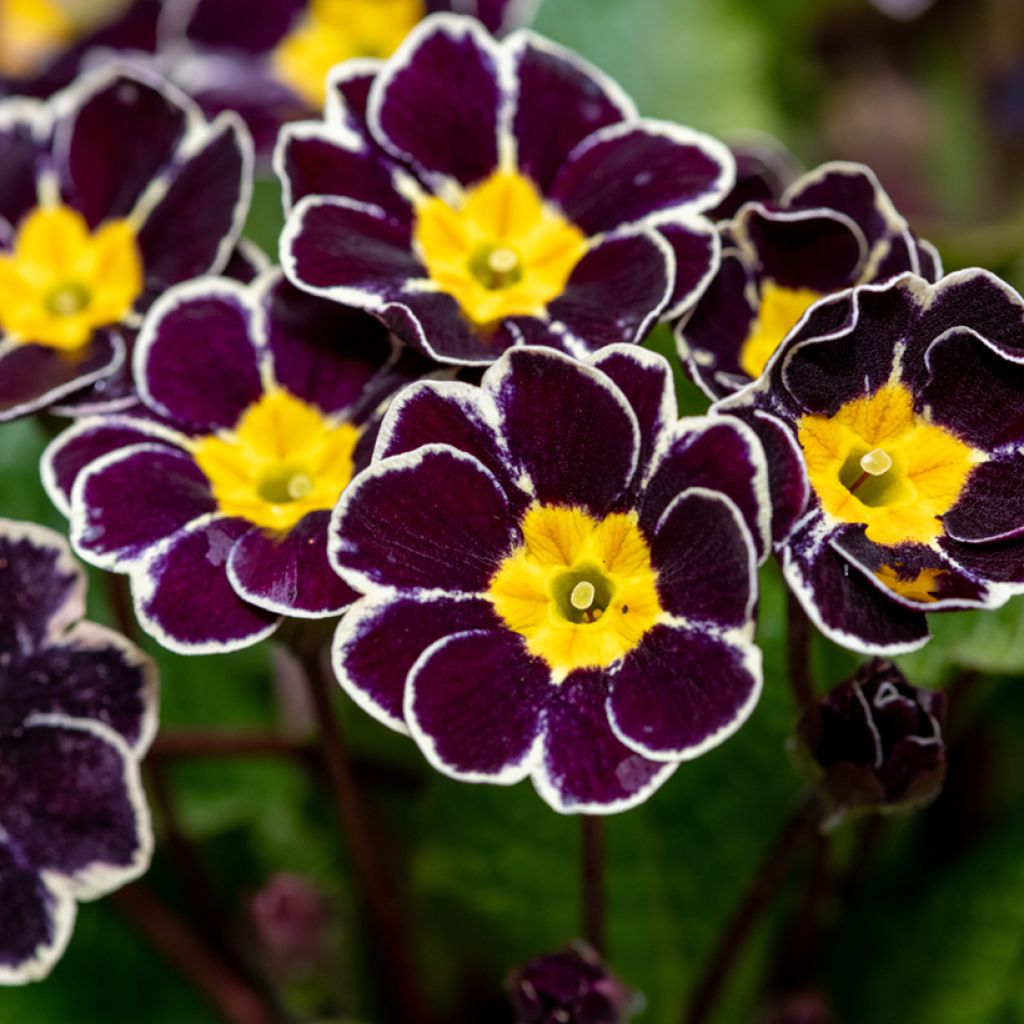 Primevère - Primula elatior Black Laced
