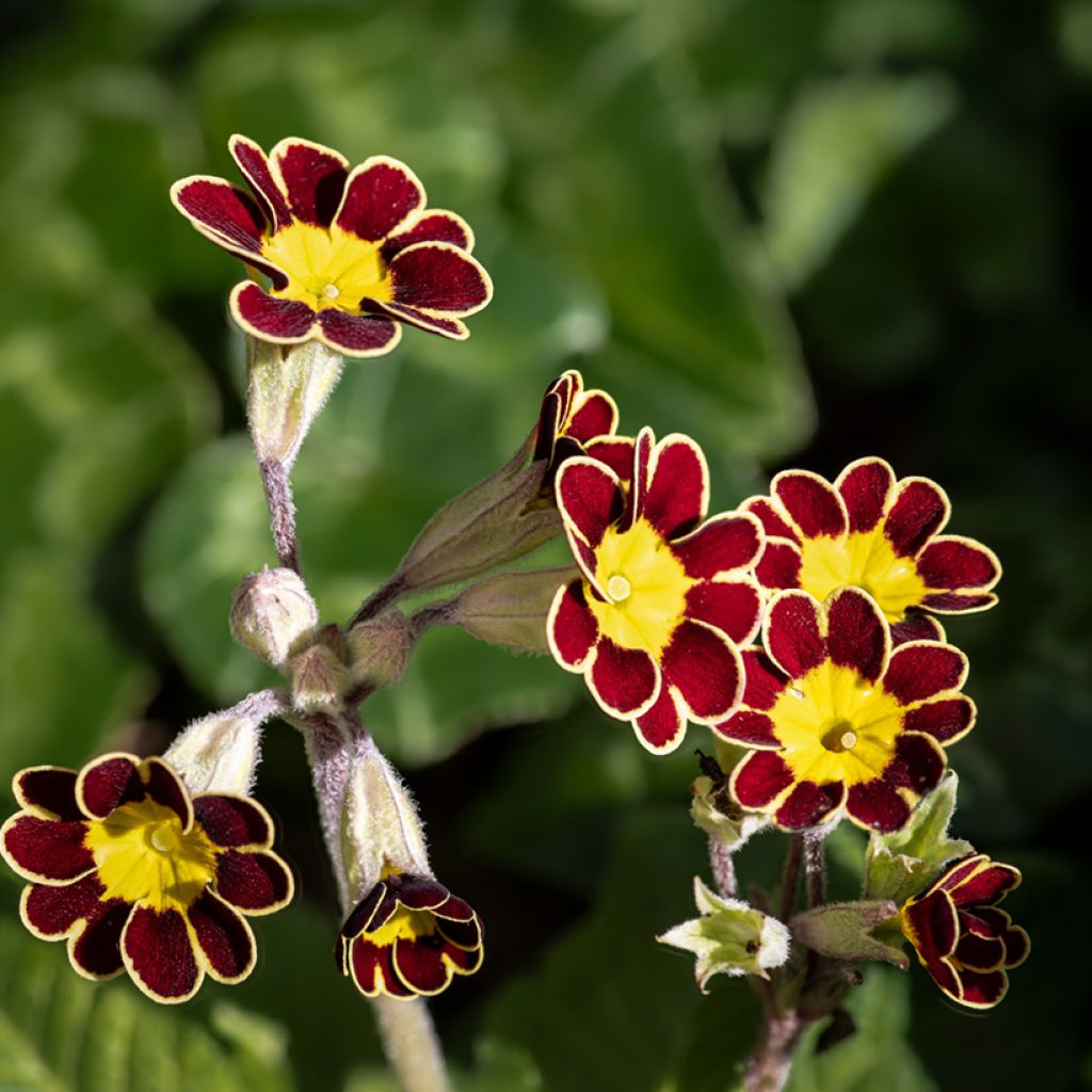 Primevère - Primula elatior Mister Gold Laced