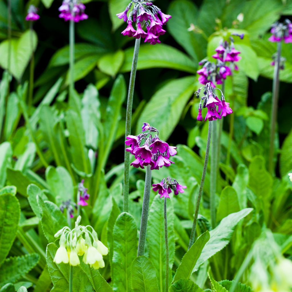 Primevère - Primula secundiflora