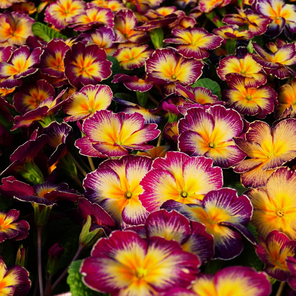 Primevère Rambo F1 Purple Flame - Primula acaulis