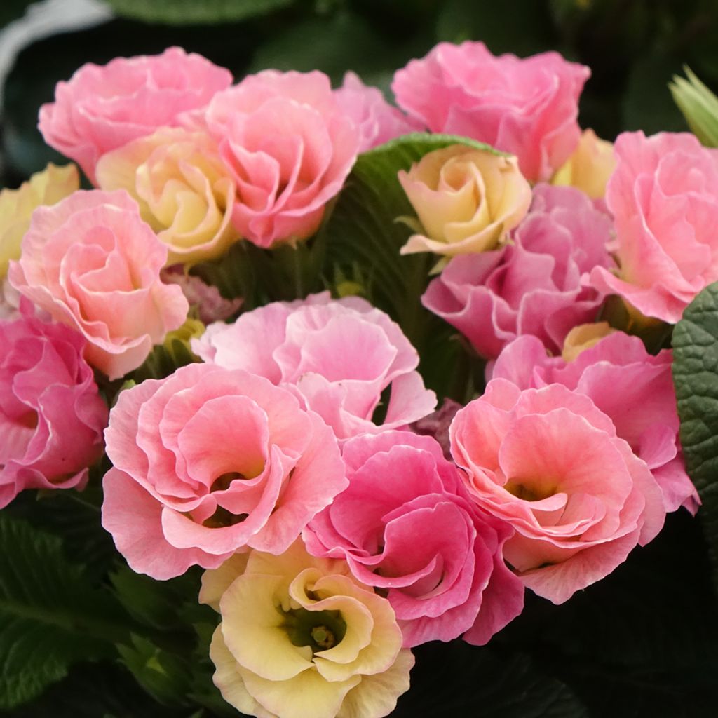 Primevère Rosebud F1 Tutti frutti - Primula acaulis