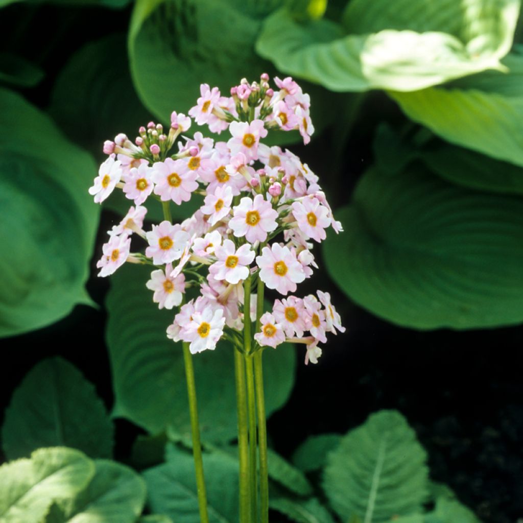 Primevere candélabre - Primula japonica Alba
