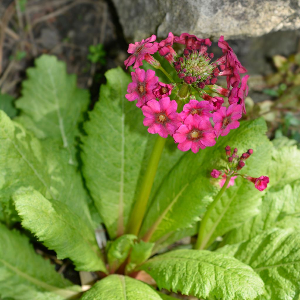 Primevère du Japon Millers Crimson - Primula japonica