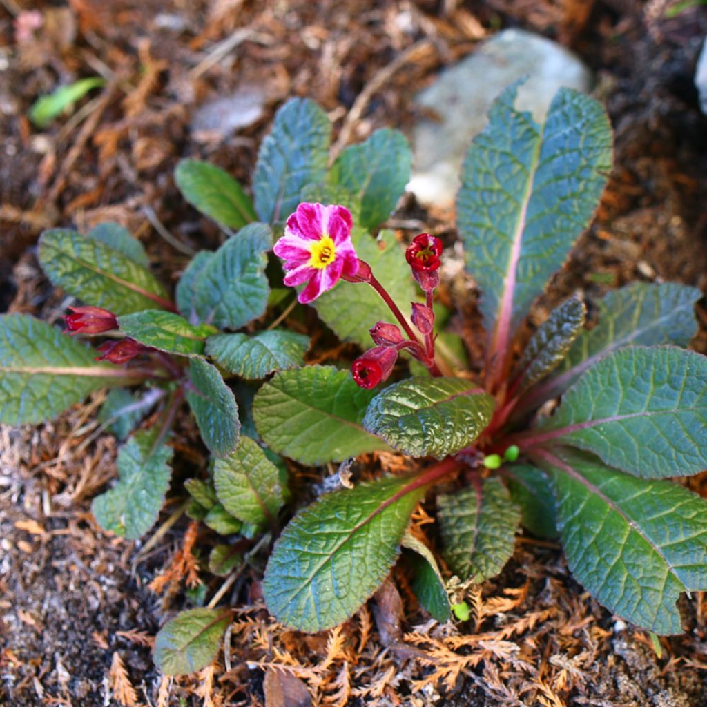 Primevère hybride Dark Rosaleen - Primula