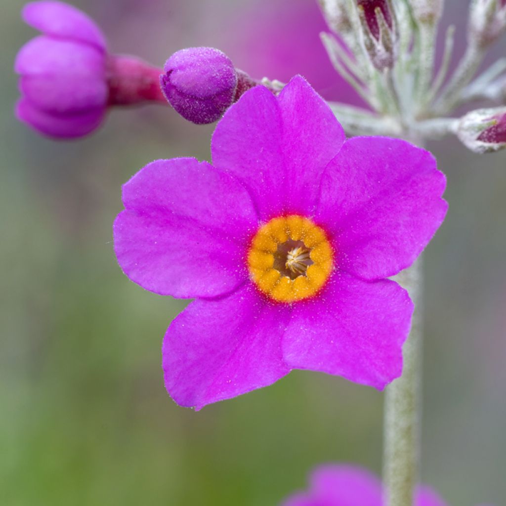 Primula beesiana - Primevère candélabre