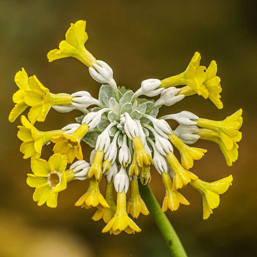 Primula florindae - Primevère du Tibet