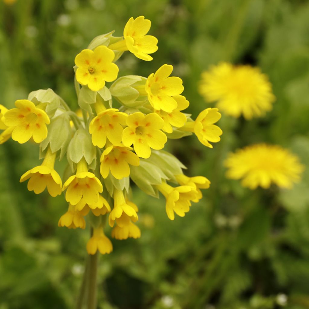 Primula veris - Primevère officinale, Coucou