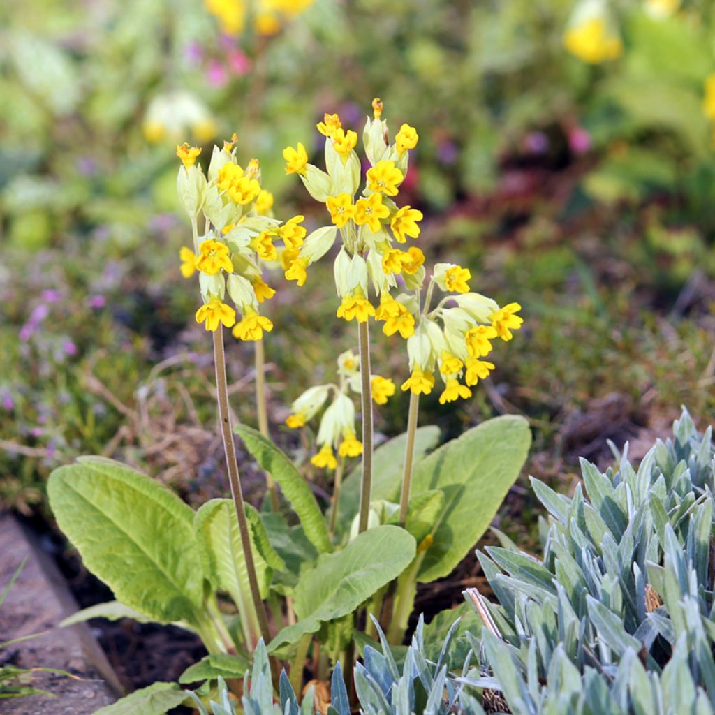 Primula veris - Primevère officinale, Coucou