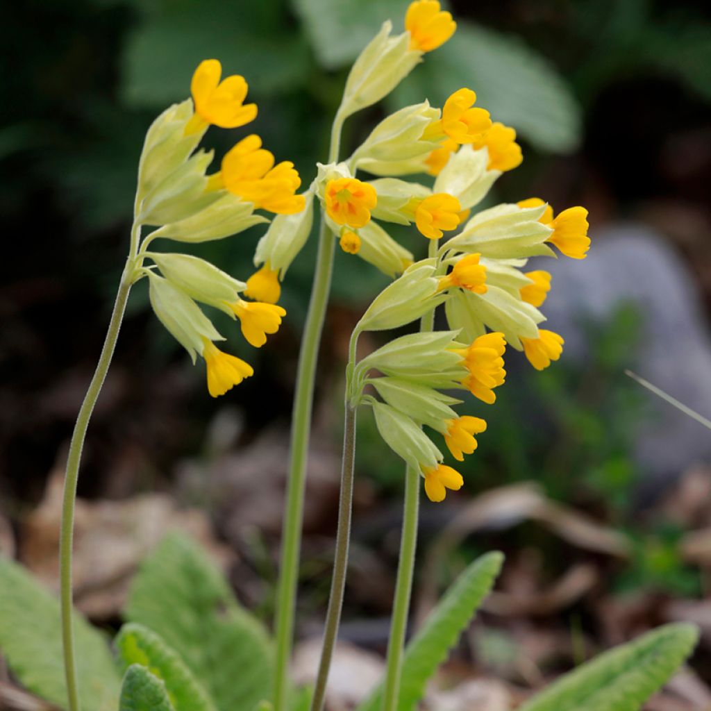 Primula veris - Primevère officinale, Coucou