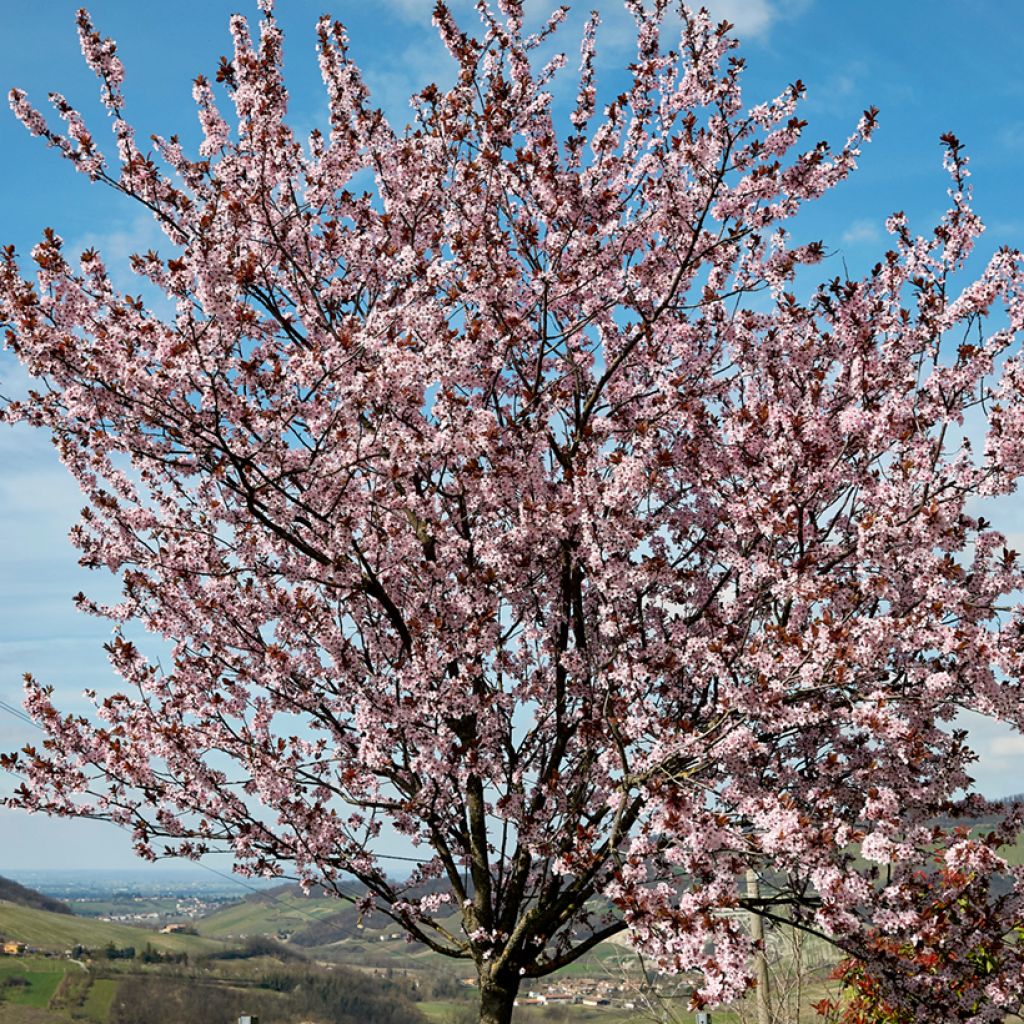 Prunier à fleurs - Prunus cerasifera Nigra