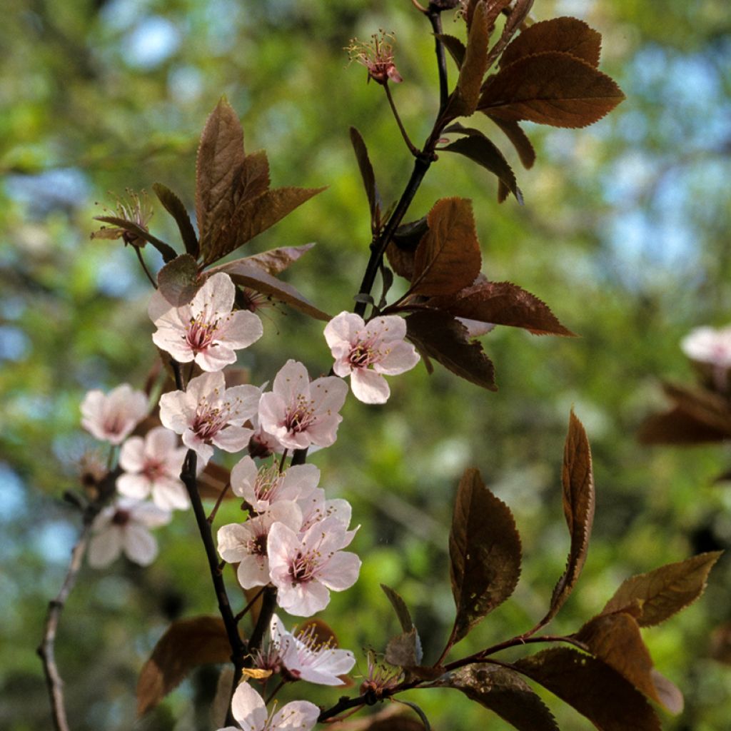 Prunier myrobolan - Prunus cerasifera Pissardii