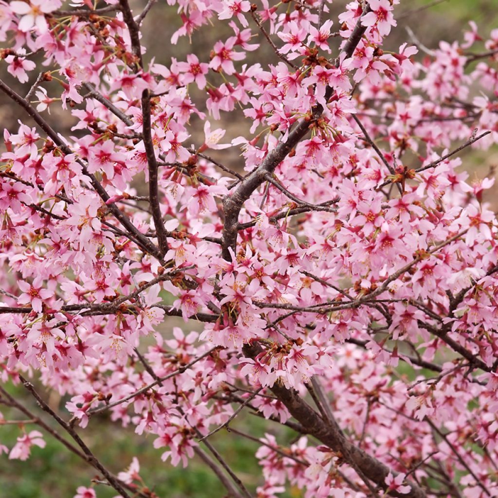 Prunus Okame - Cerisier à fleurs