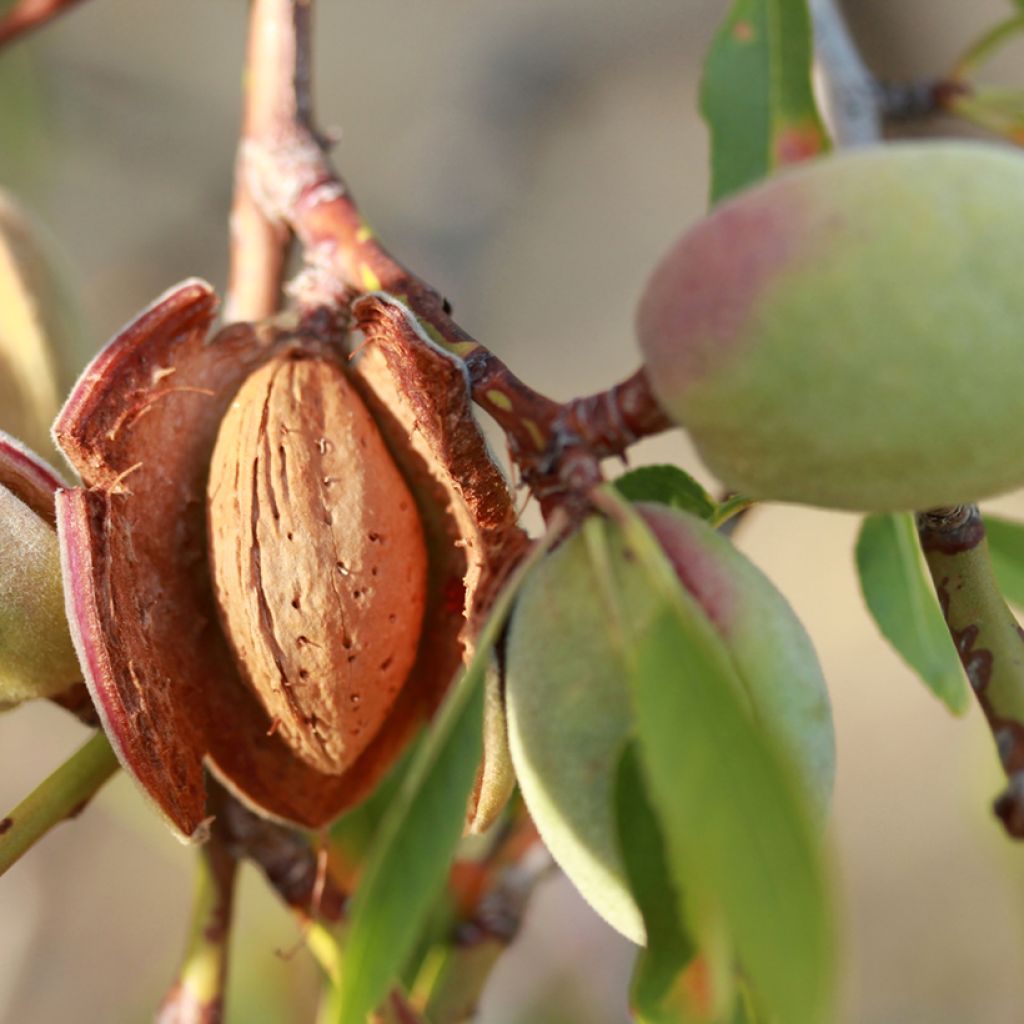 Amandier Desmayo Largueta
