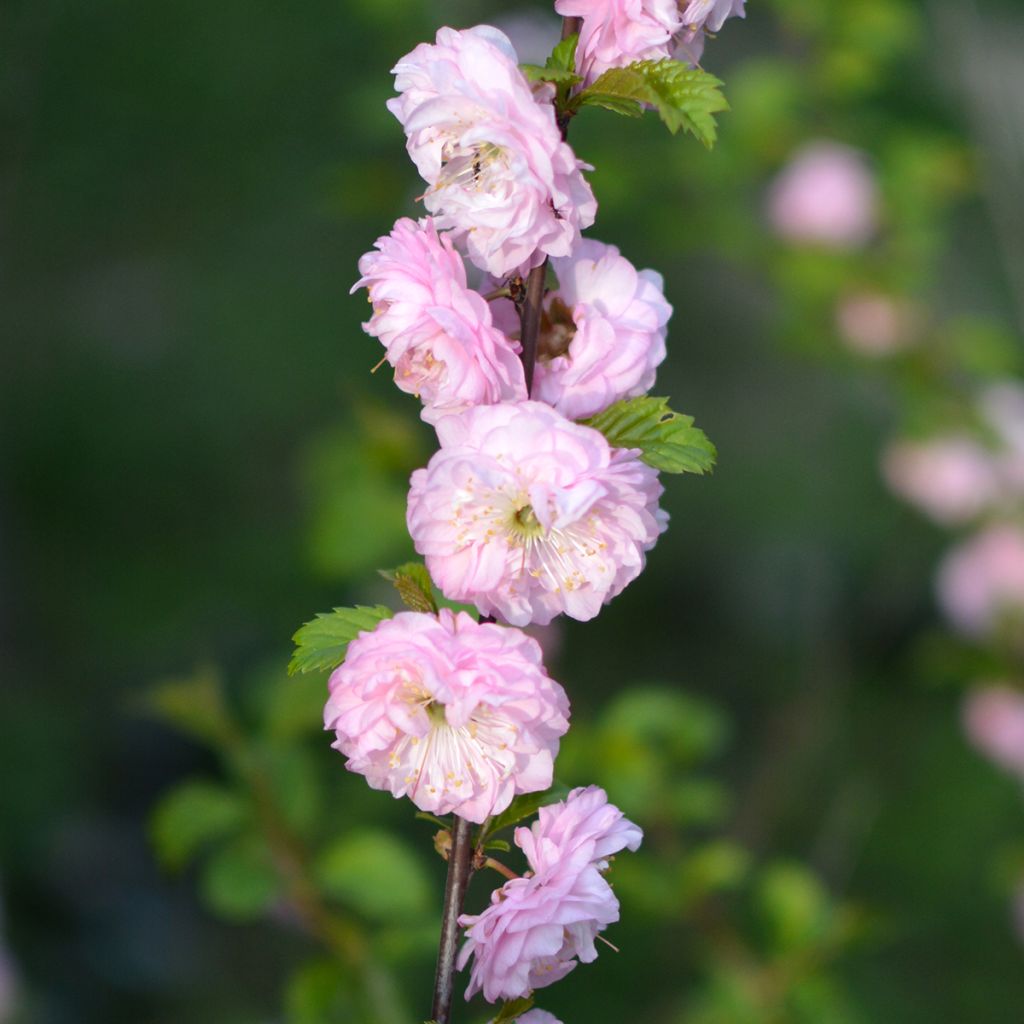 Cerisier à fleurs - Prunus glandulosa Sinensis