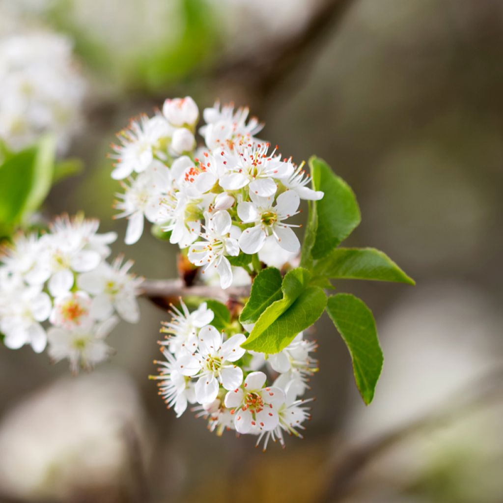 Prunus mahaleb - Bois de sainte Lucie