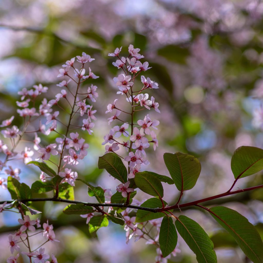 Prunus padus Colorata - Cerisier à grappes