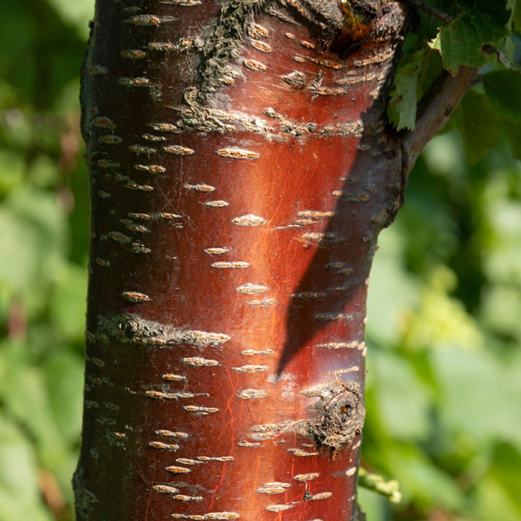 Prunus rufa - Cerisier de l'Himalaya