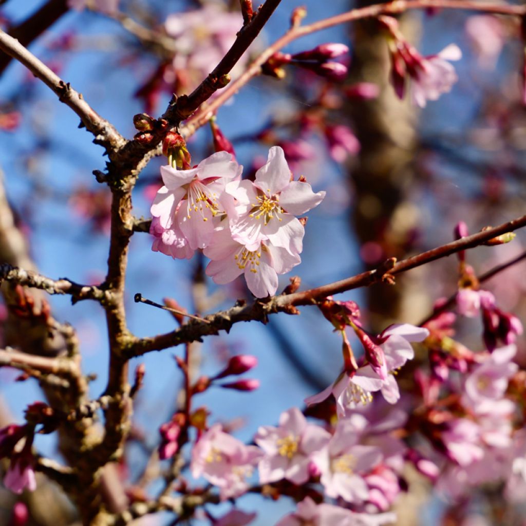 Cerisier à fleurs - Prunus kurilensis Ruby