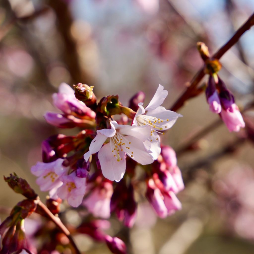 Cerisier à fleurs - Prunus kurilensis Ruby