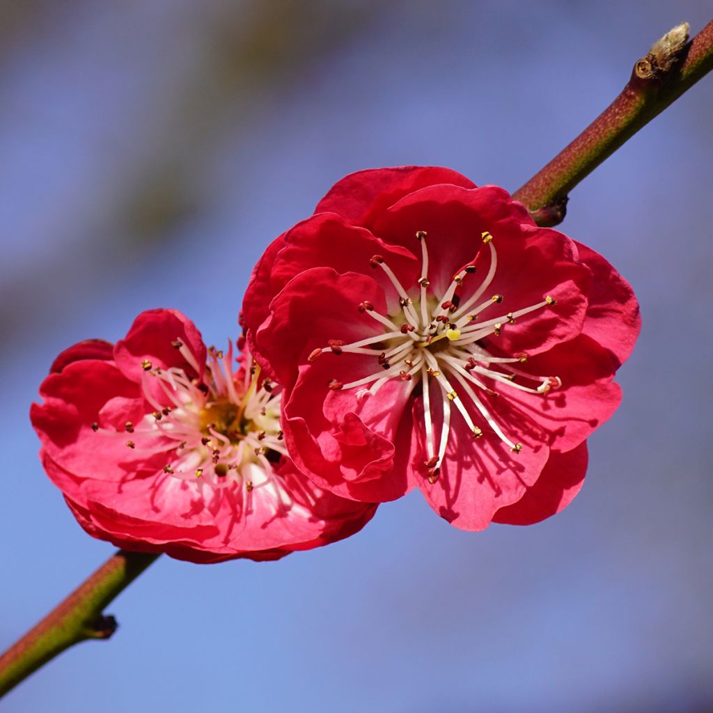 Pêcher à fleurs pleureur - Prunus persica Melred Weeping
