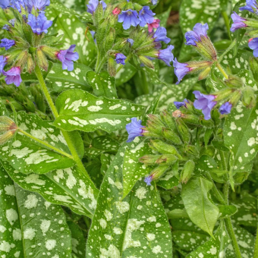 Pulmonaria Trevi Fountain - Pulmonaire hybride
