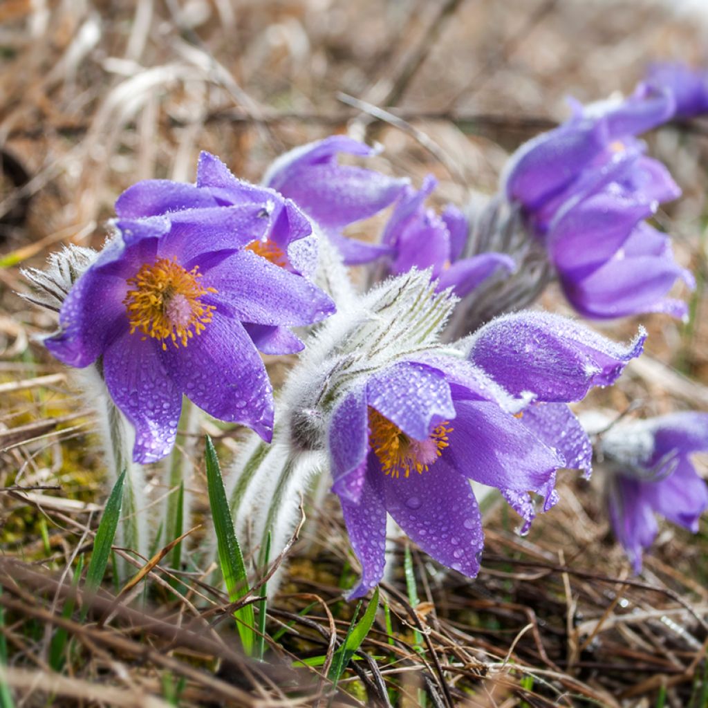 Pulsatilla patens - Anémone de prairie