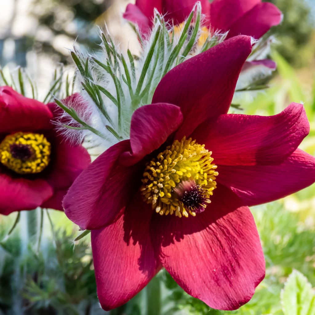 Pulsatilla vulgaris Rubra (Röde Klokke) - Anémone pulsatille