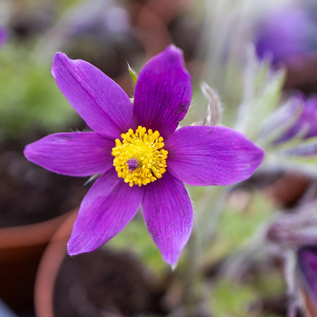 Pulsatilla vulgaris Violet - Anémone pulsatille