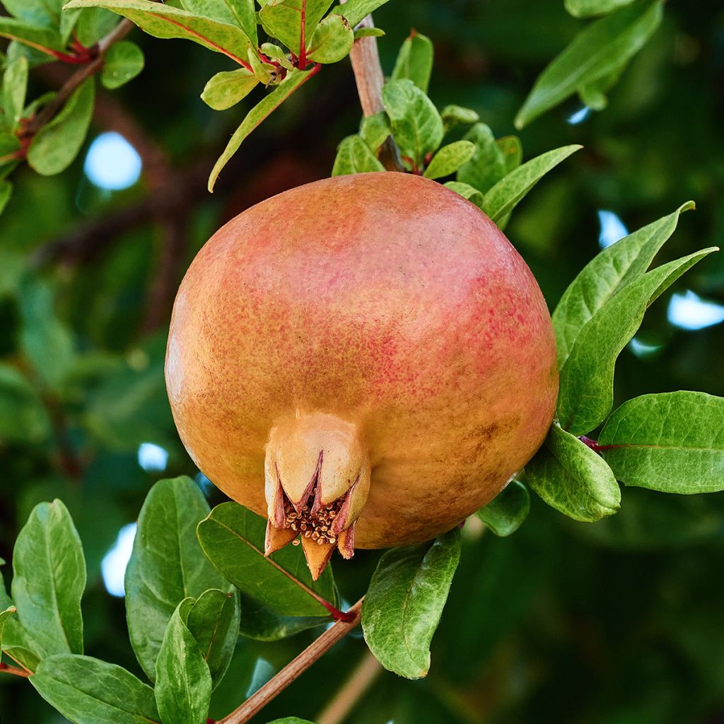 Grenadier à fruits - Punica granatum Kazake