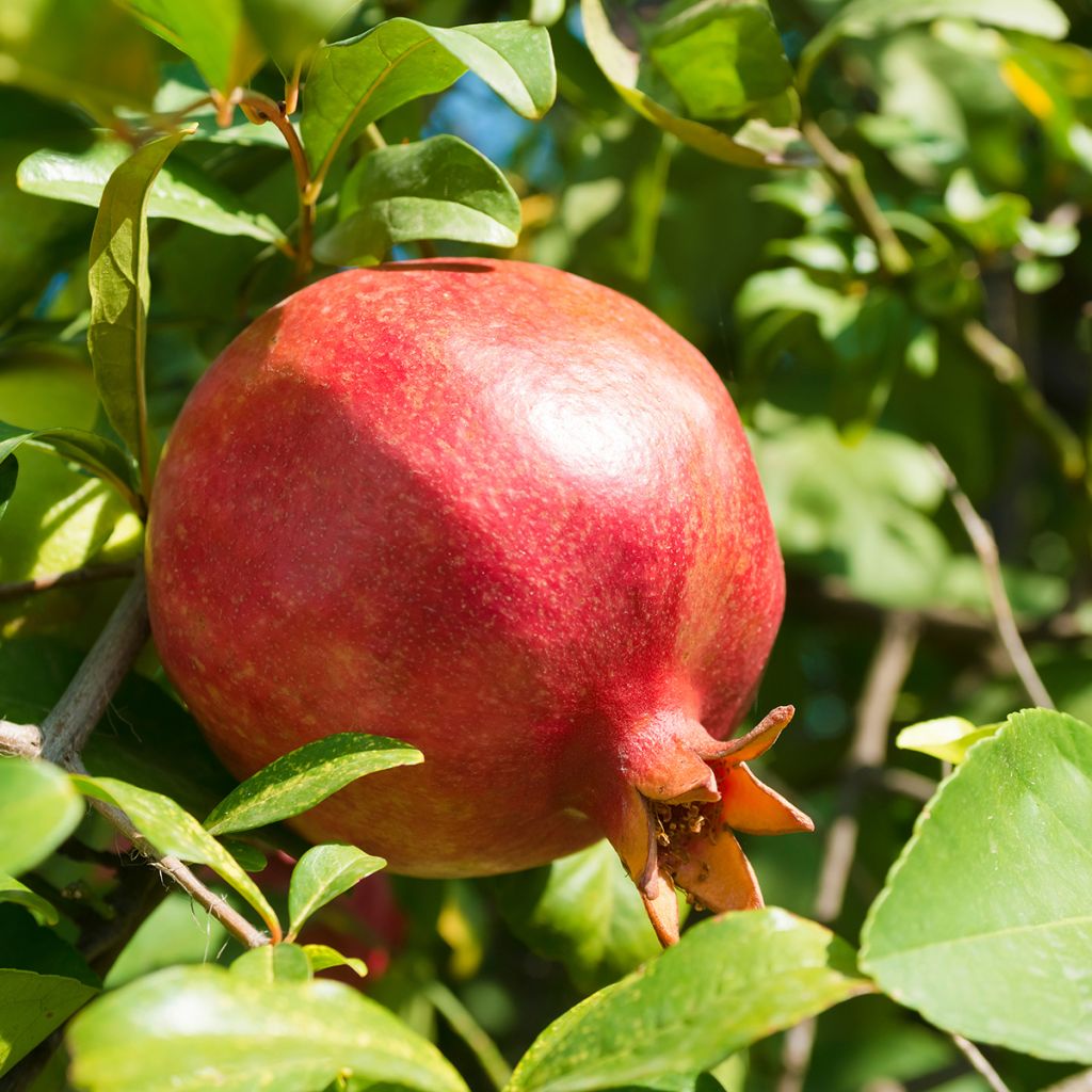 Grenadier à fruits - Punica granatum Mekness