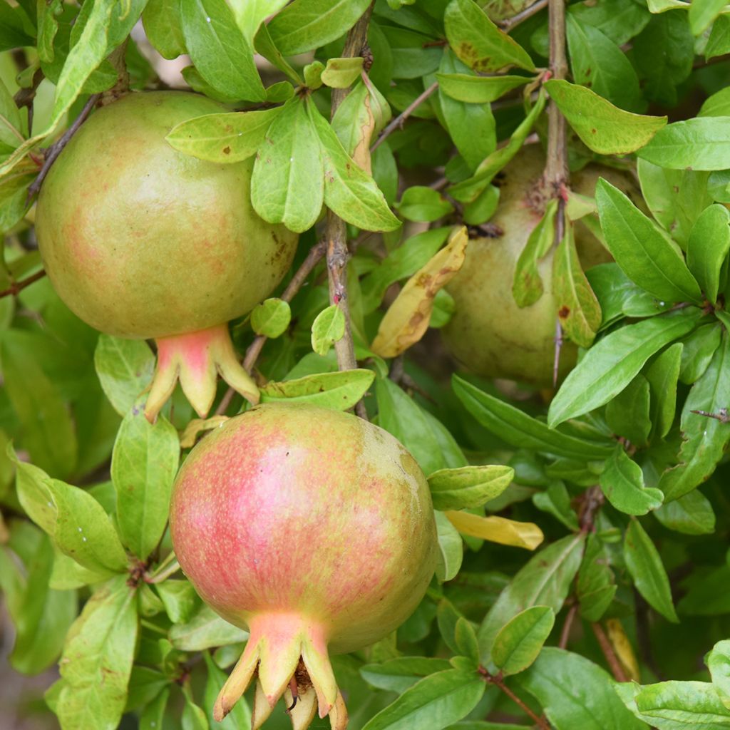 Grenadier à fruits - Punica granatum Seedless